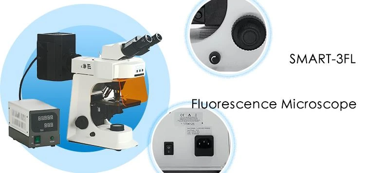 Biological Fluorescence Microscope for sale